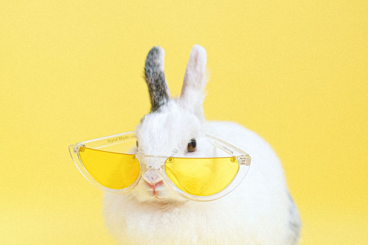 Pet Products wholesale products